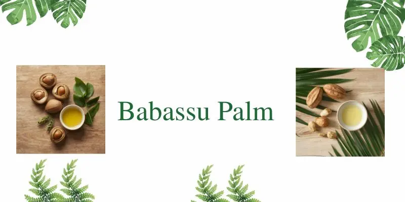 Babassu Palm Babassu Palm Nuts And Oil Used For Hair Care