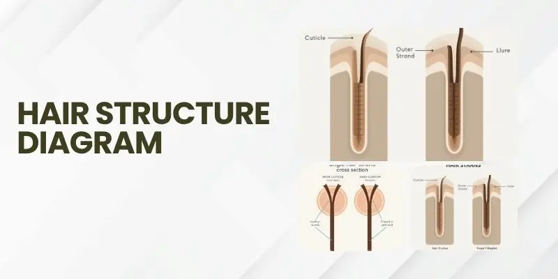 Hair Structure Diagram Diagram Of Hair Cuticle, Cortex, And Shaft Showing How A Split End Forms