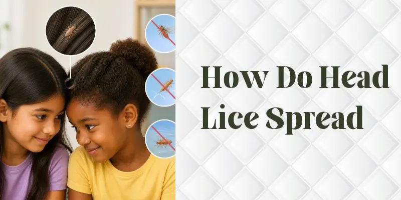 How Head Lice Spread Through Direct Hair-To-Hair Contact