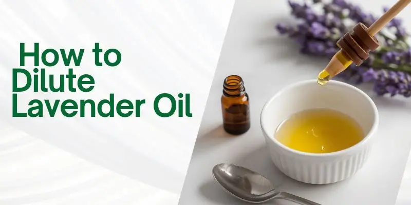 How To Dilute Lavender Oil Step By Step Process Showing How To Dilute Lavender Oil With Jojoba Carrier Oil For Safe Scalp Application