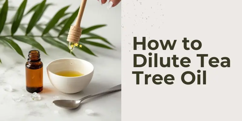 Step By Step Process Of Diluting Tea Tree Oil With Coconut Oil Carrier Oil For Safe Scalp Application