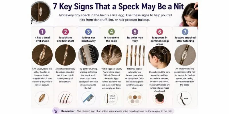 Untitled Design 40 Infographic Showing The Seven Key Signs Used To Identify Lice Eggs (Nits) In Human Hair.