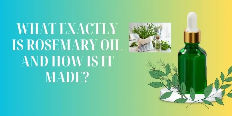 Bottles of pure rosemary essential oil with fresh rosemary sprigs and steam distillation setup.