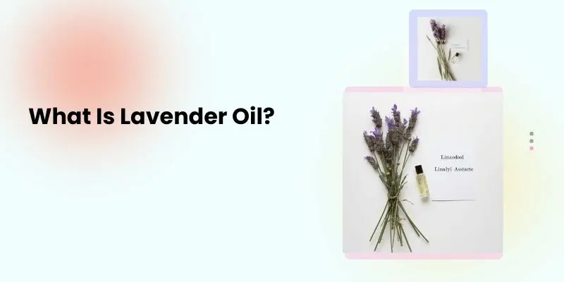 What Is Lavender Oil Lavandula Angustifolia Plant With Lavender Essential Oil Bottle Showing Active Compounds Linalool And Linalyl Acetate