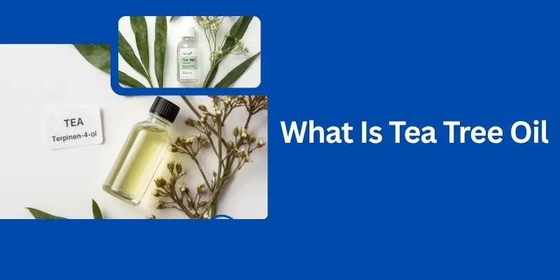 Melaleuca Alternifolia Plant Leaves With Tea Tree Essential Oil Bottle Showing Terpinen-4-Ol Compound