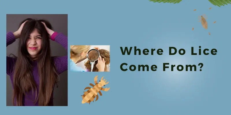 Where Do Lice Come From Learn Where Lice Come From And How They Spread, Plus Effective Ways To Remove Lice And Prevent Future Infestations