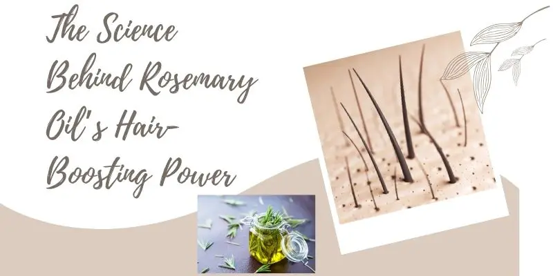 Diagram of scalp and hair follicles showing how rosemary oil boosts blood flow and supports hair regrowth.